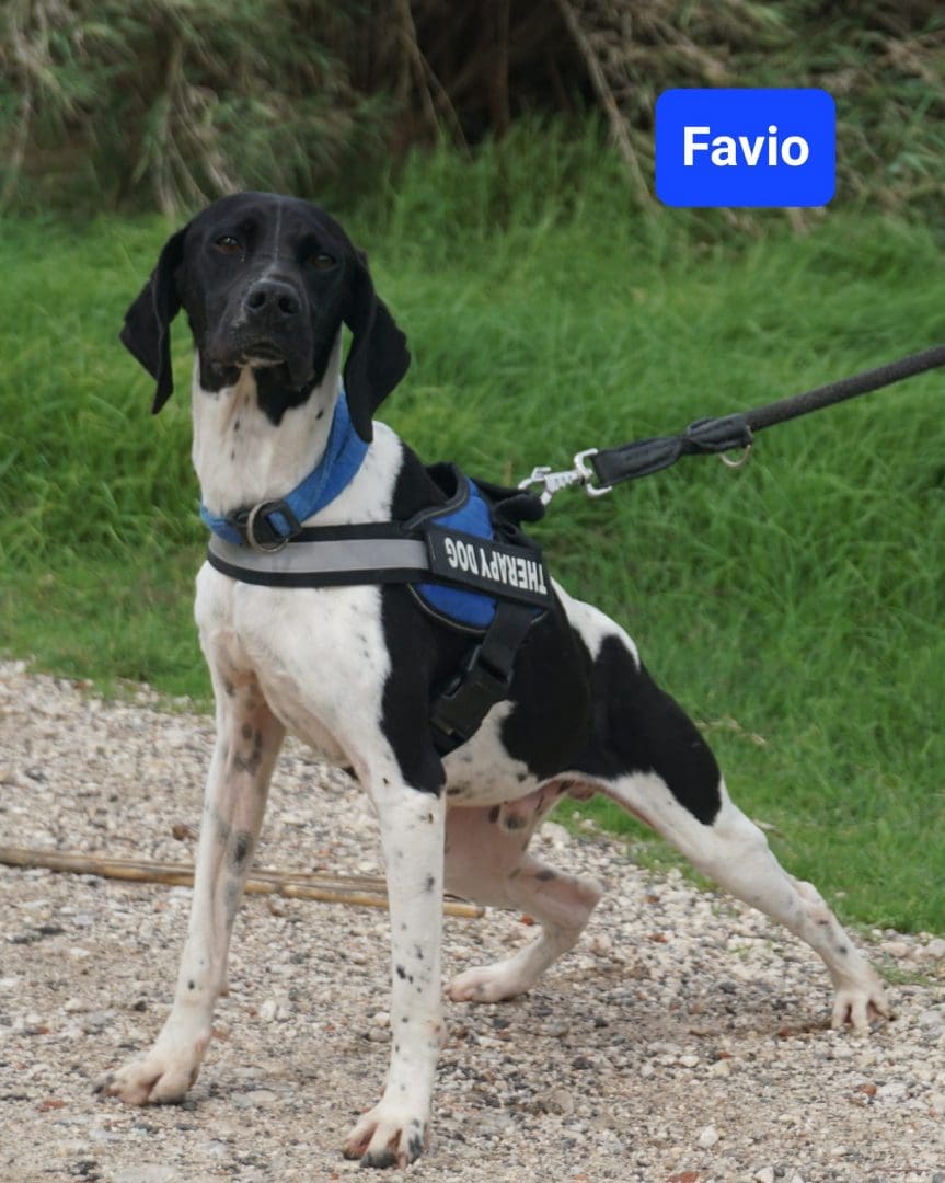 Favio | Pointer Rescue Service