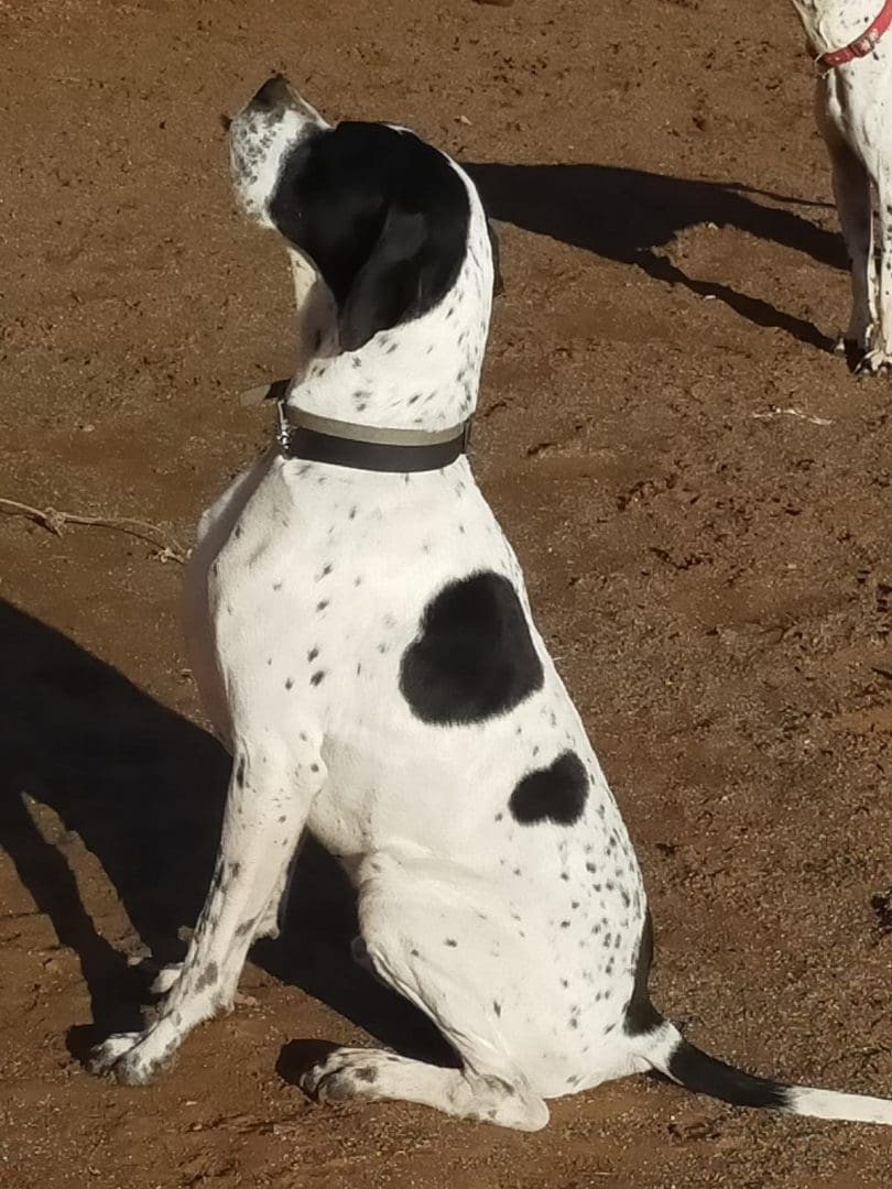 Harry | Pointer Rescue Service