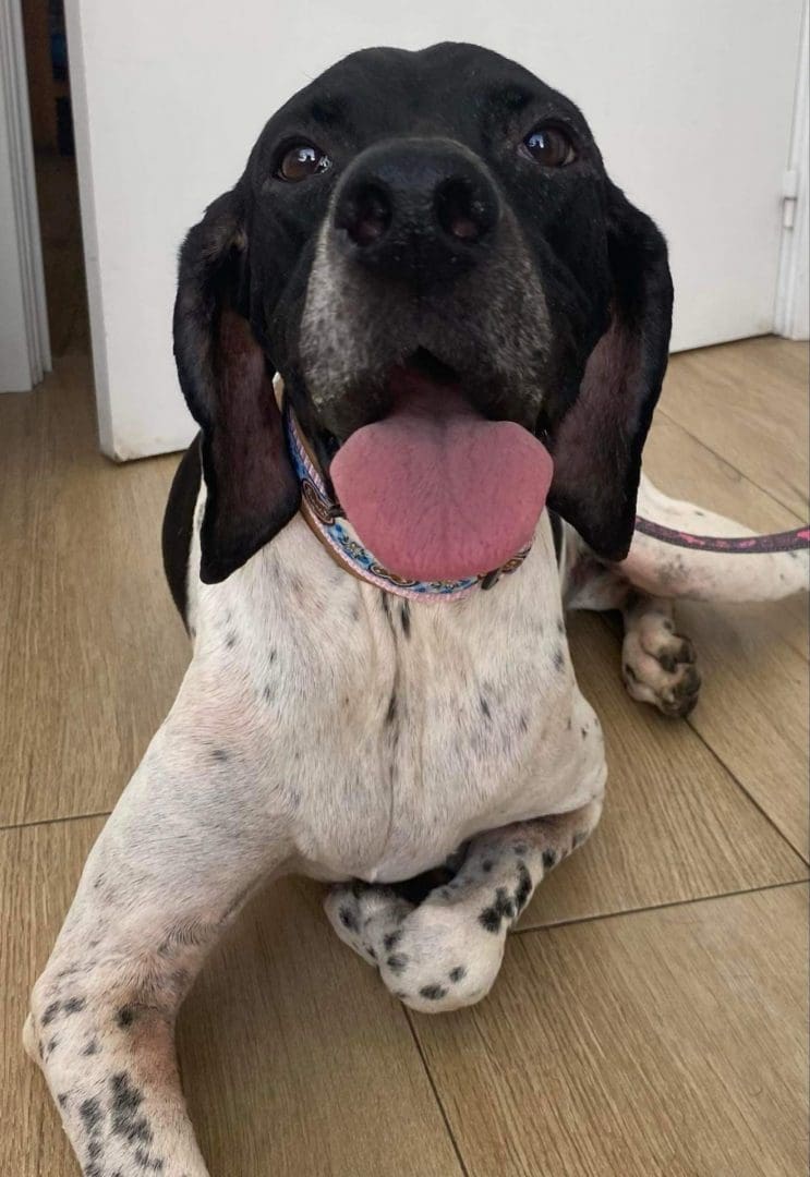 Toni | Pointer Rescue Service