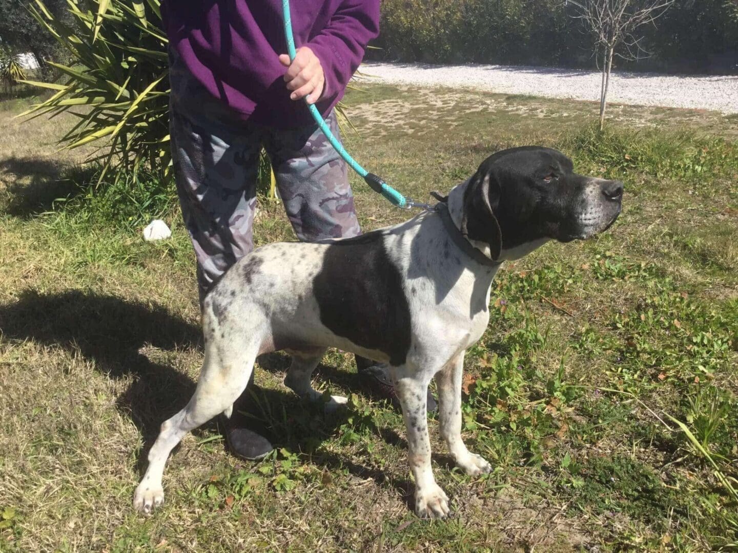 Lyla | Pointer Rescue Service