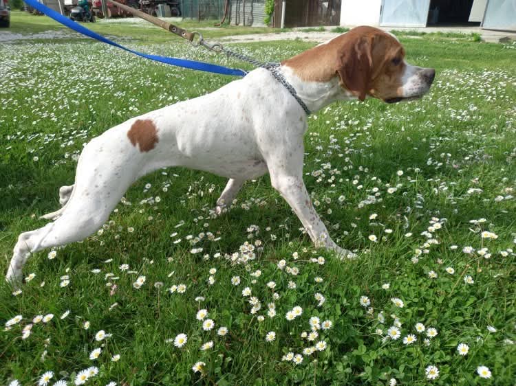 Chablis – Chief Explorer