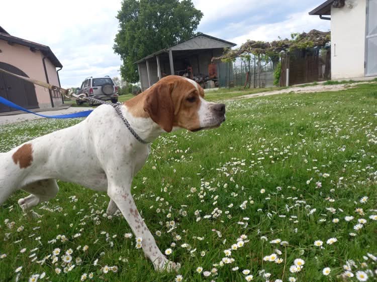 Chablis – Chief Explorer