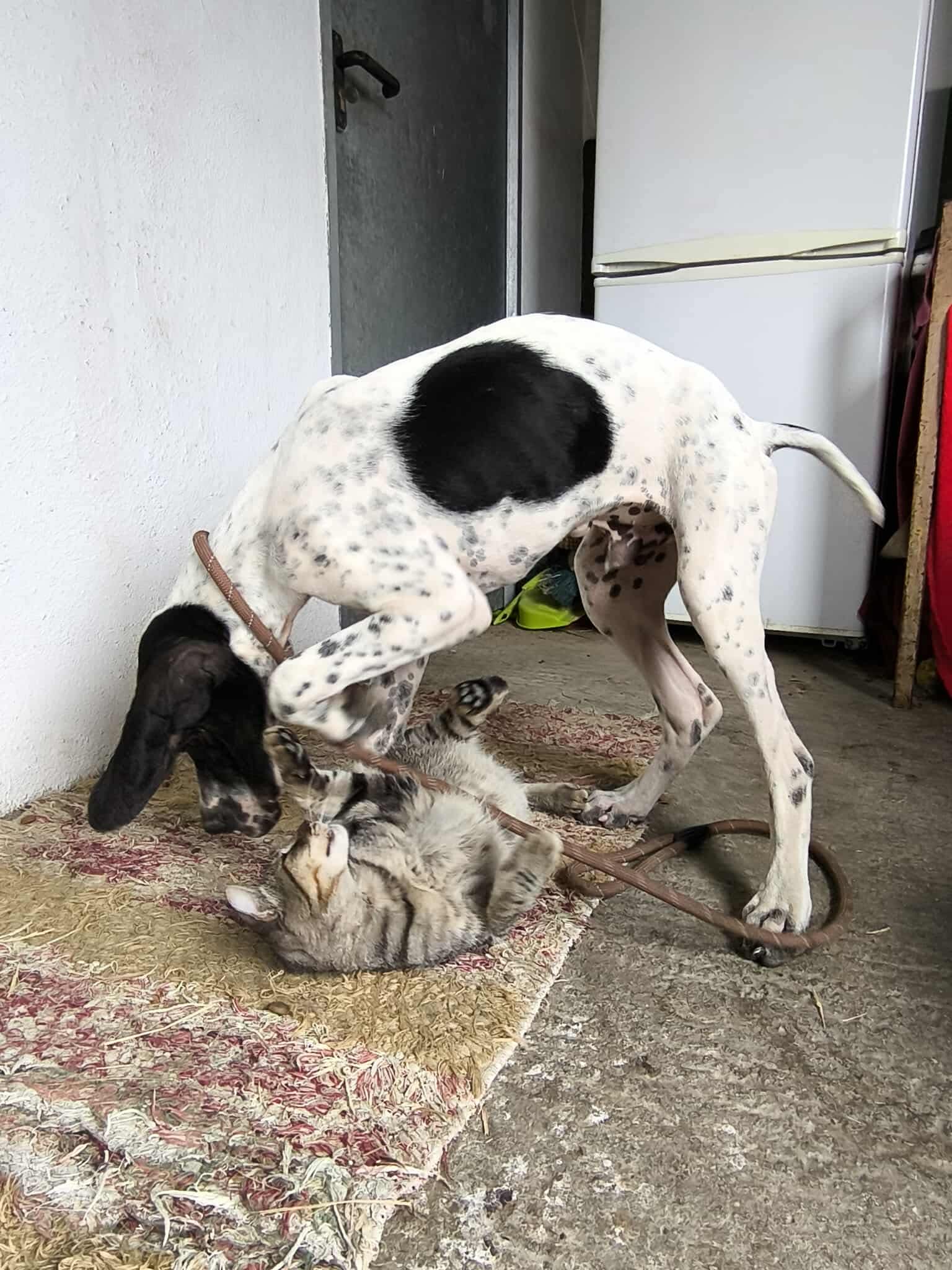 Sherlock The Affectionado…