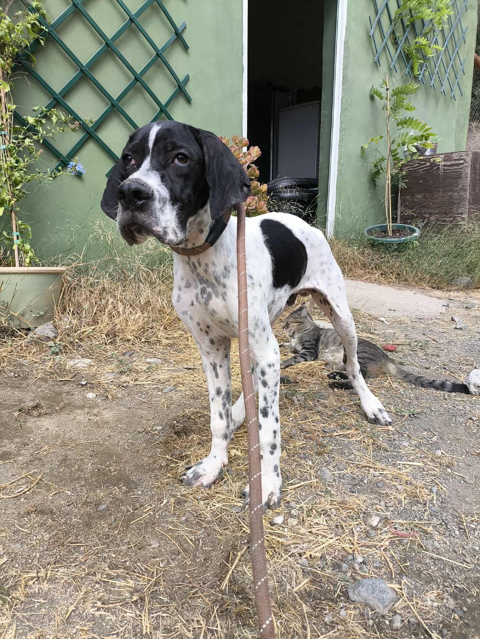 Sherlock The Affectionado…