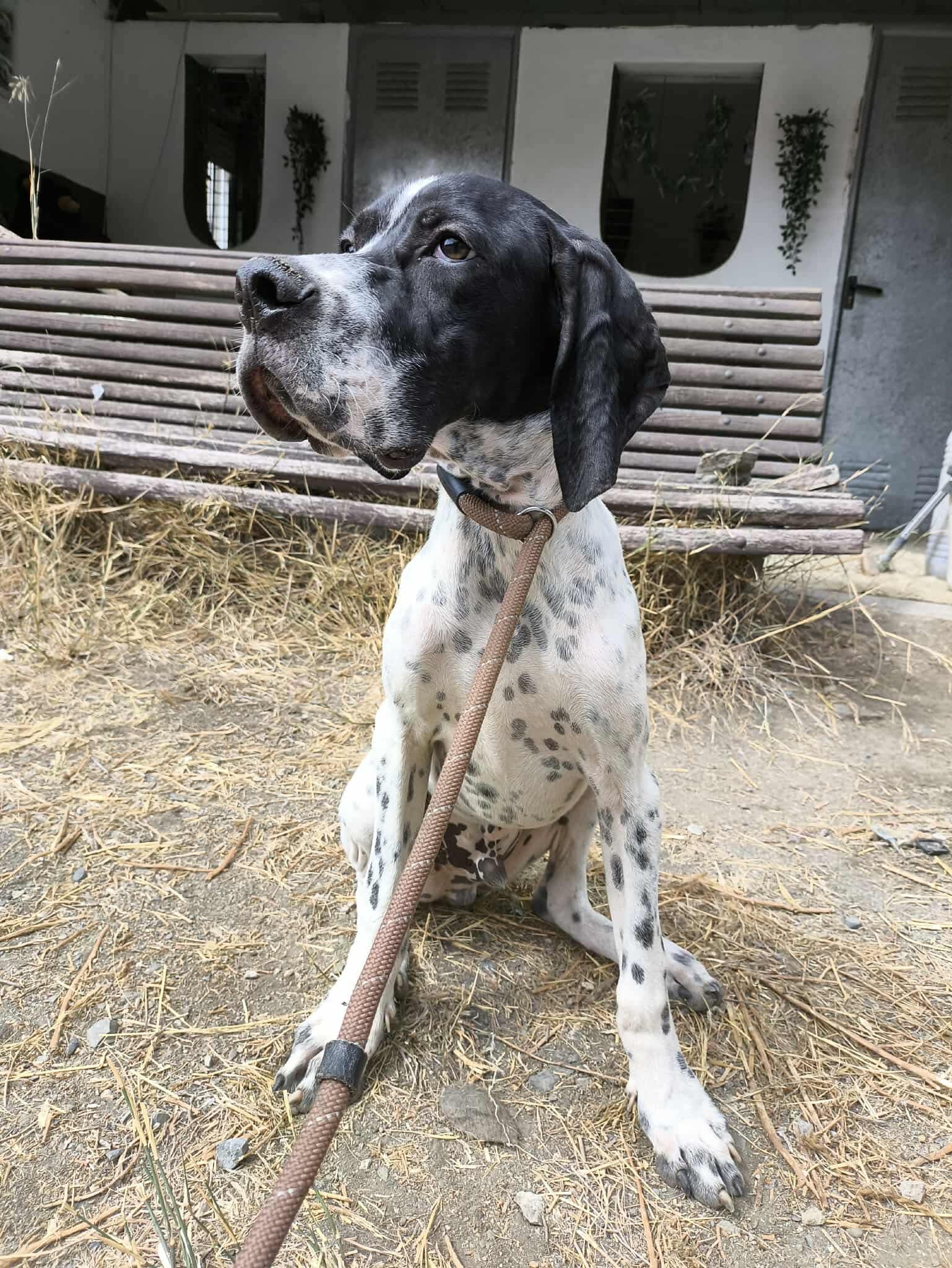 Sherlock The Affectionado…