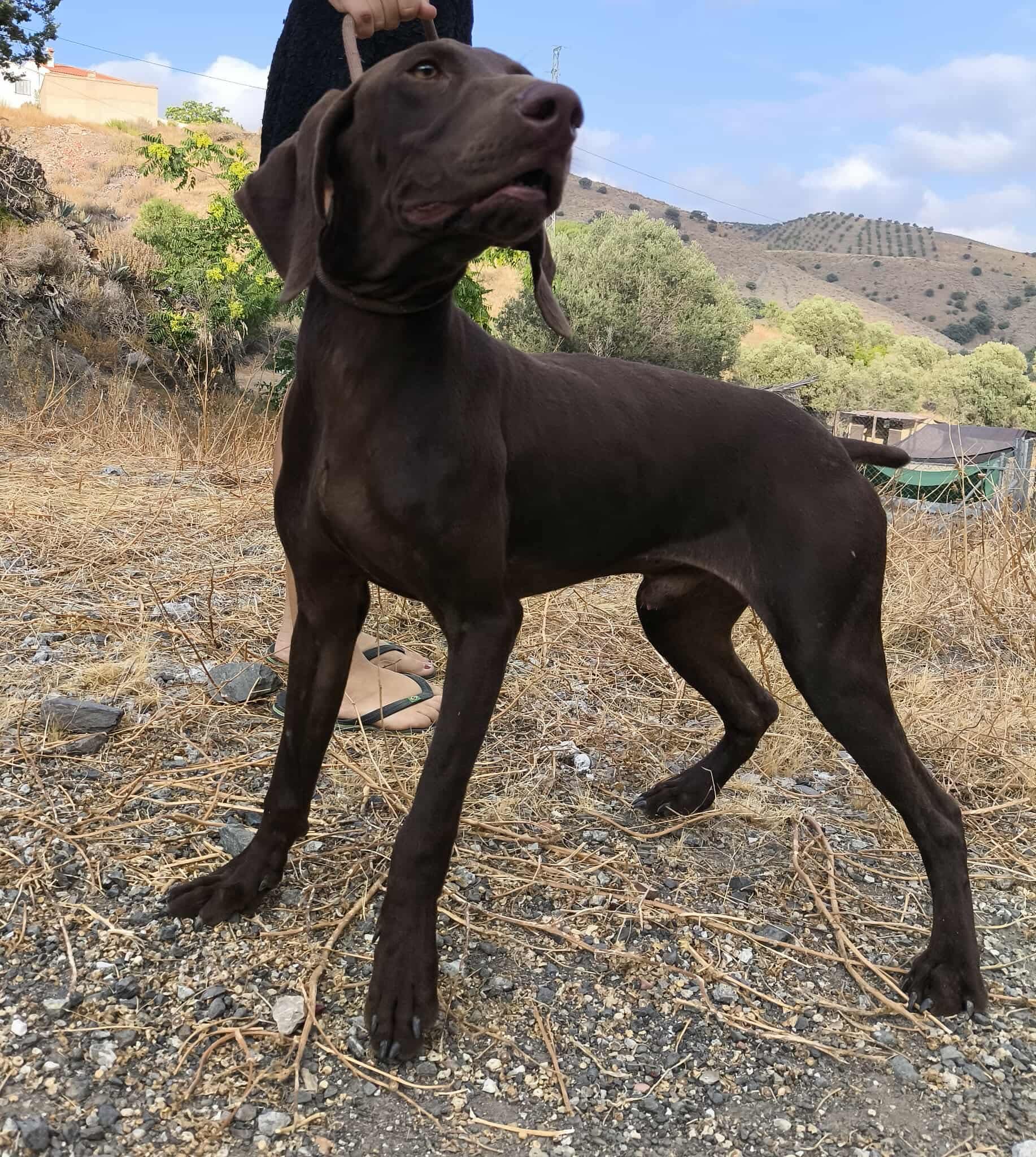I’m Boomer – have I got a tail to tell you! GSP
