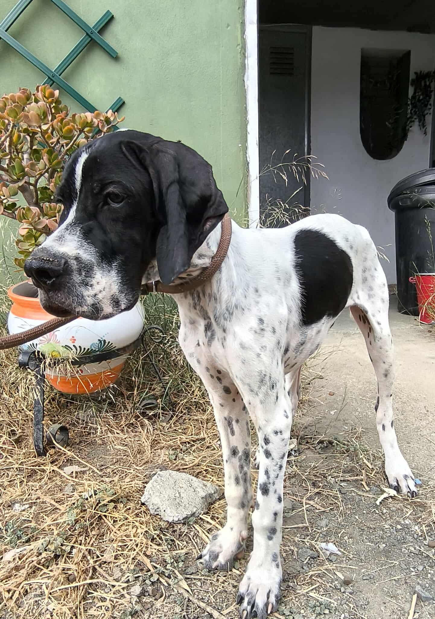 Sherlock The Affectionado…