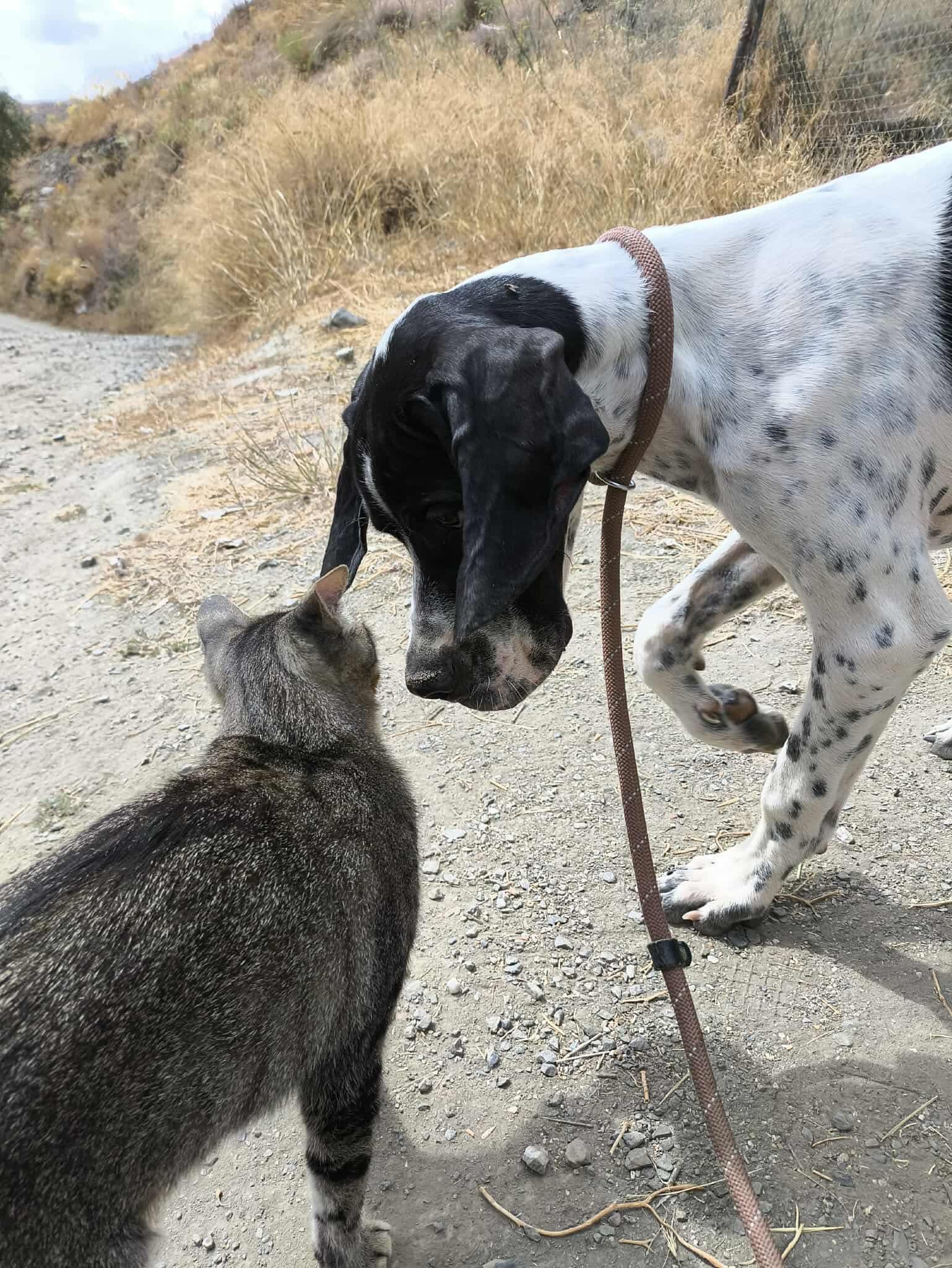 Sherlock The Affectionado…