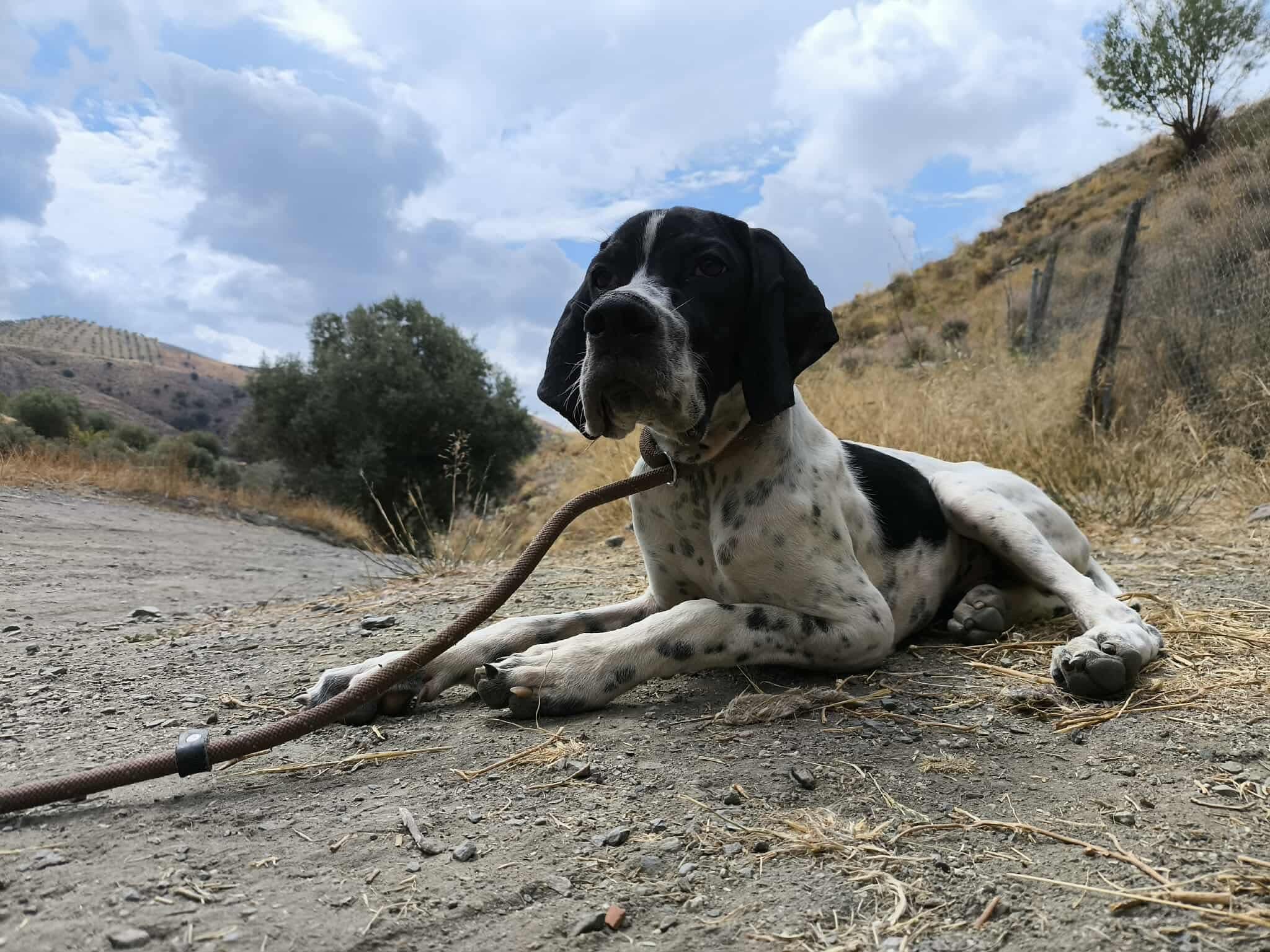 Sherlock The Affectionado…