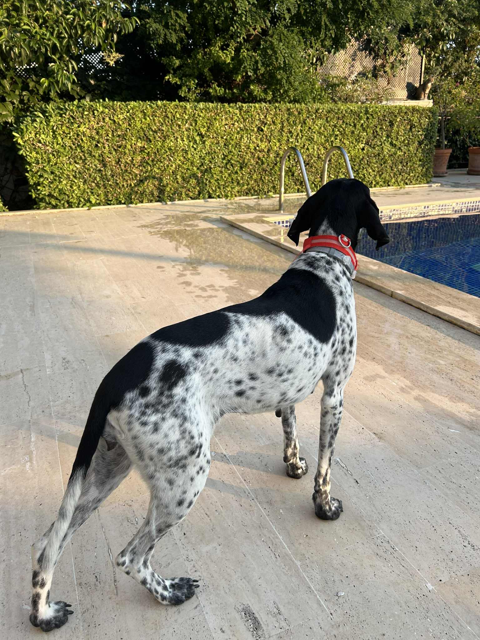 Moo – Your Pocket Pointer with the Biggest Heart