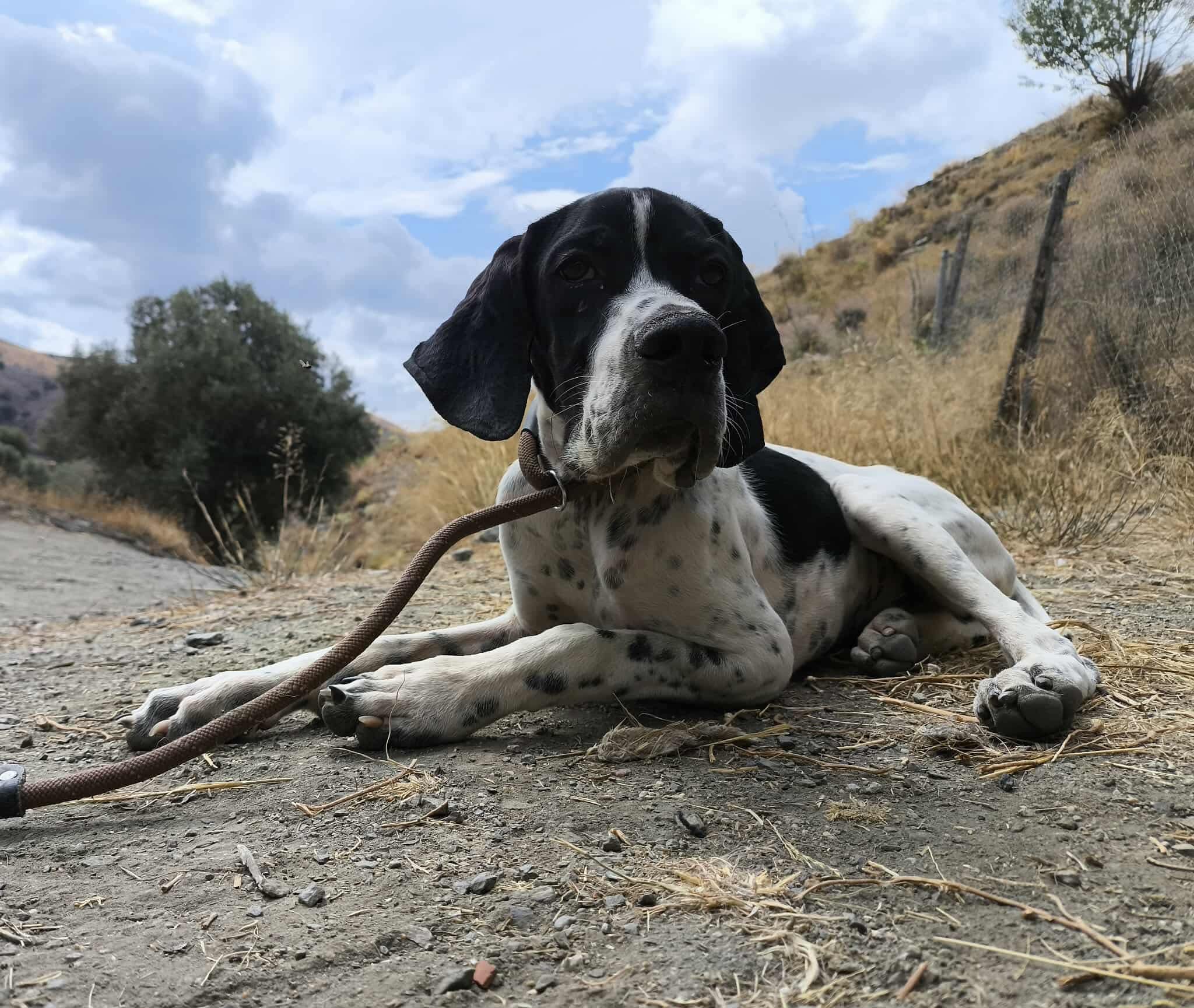 Sherlock The Affectionado…