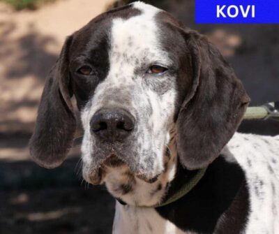 Kovi – Handsome and Affectionate