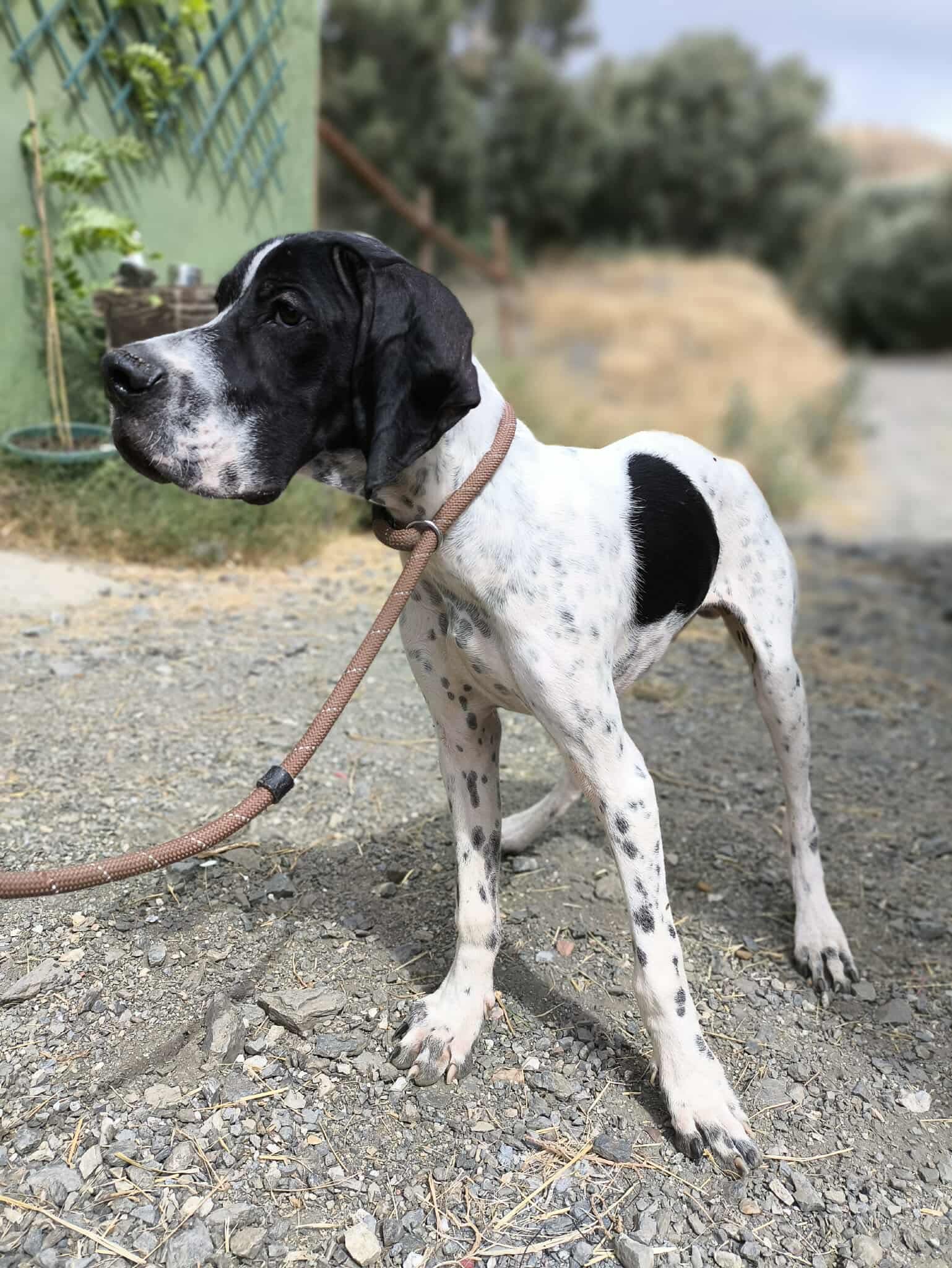 Sherlock The Affectionado…