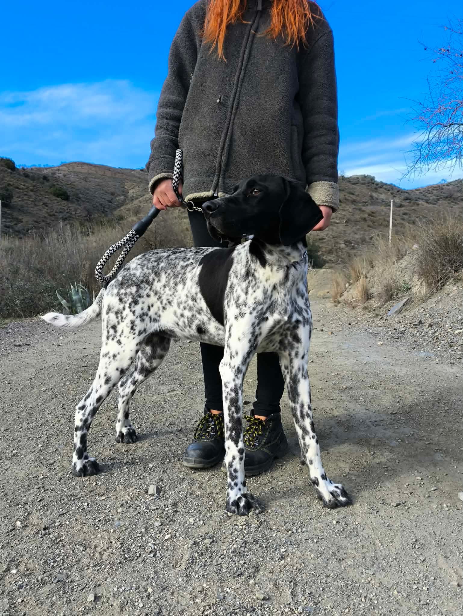 Riley – The Elegant “Floating” Pointer