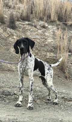 Riley – The Elegant “Floating” Pointer