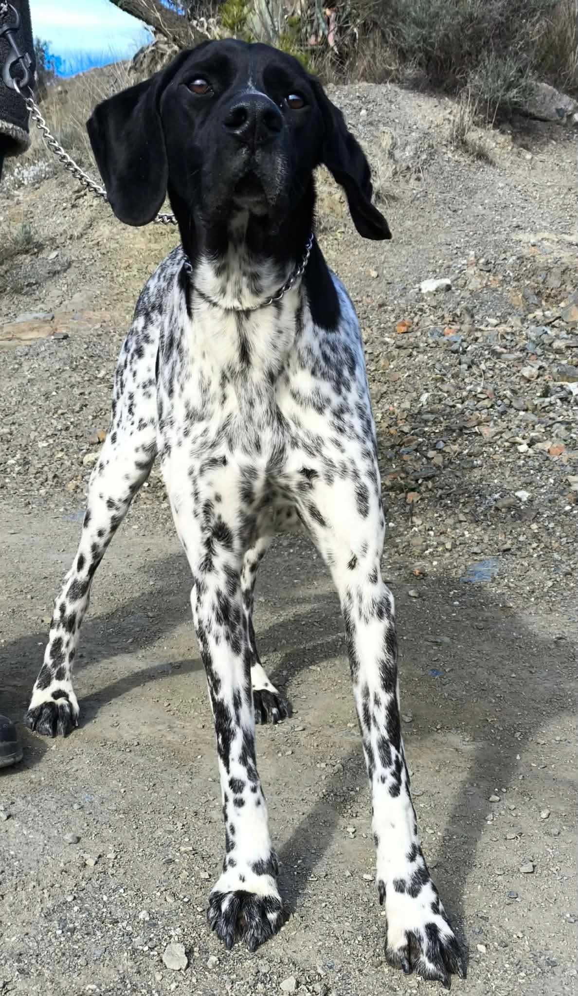 Riley – The Elegant “Floating” Pointer