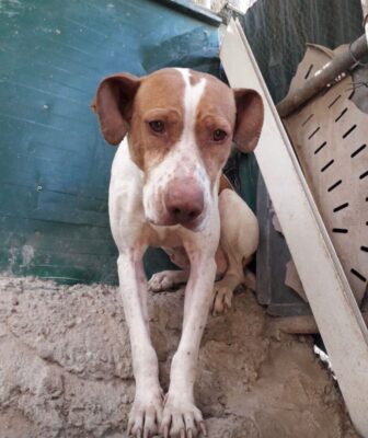 Frederico