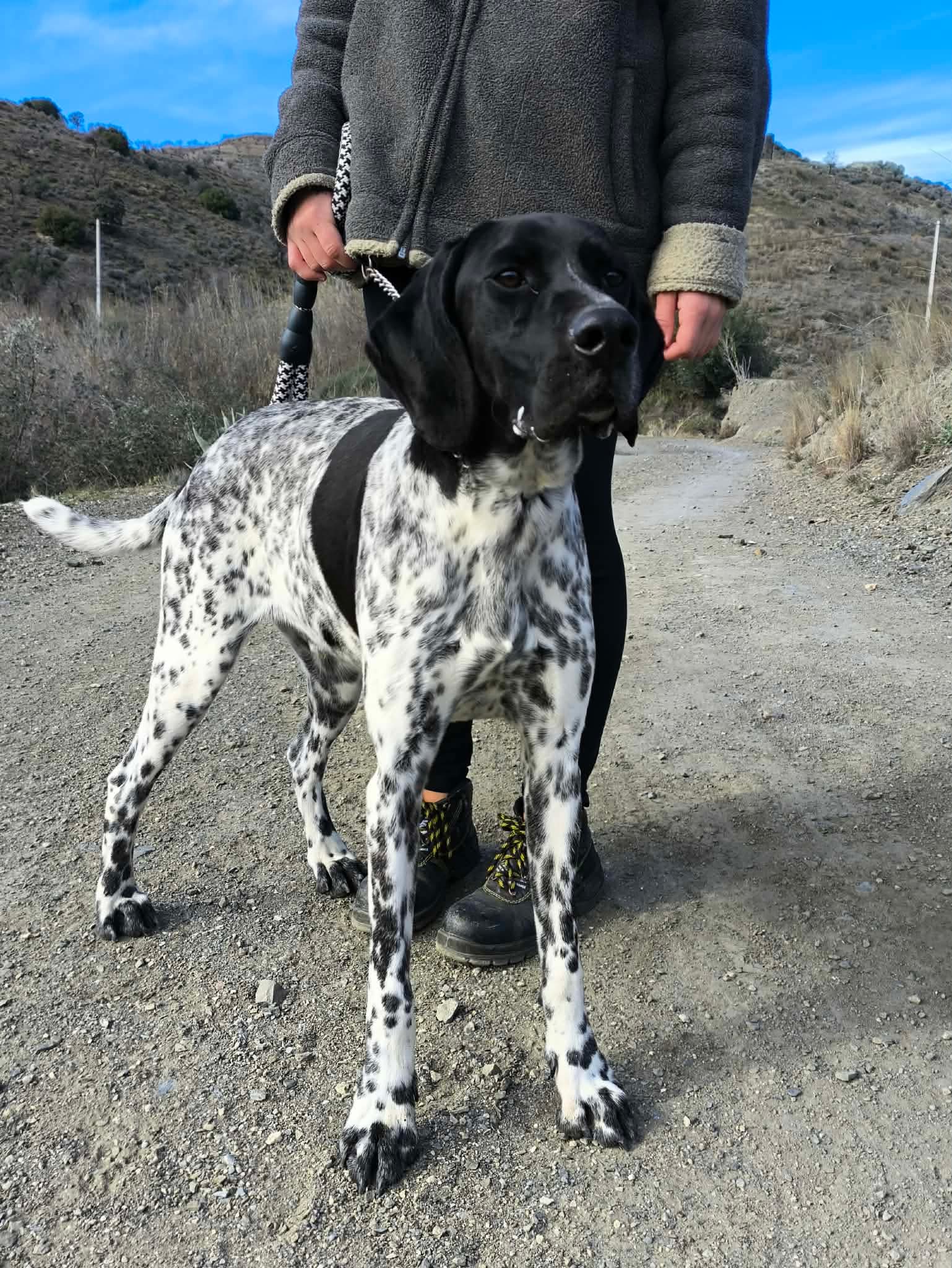 Riley – The Elegant “Floating” Pointer