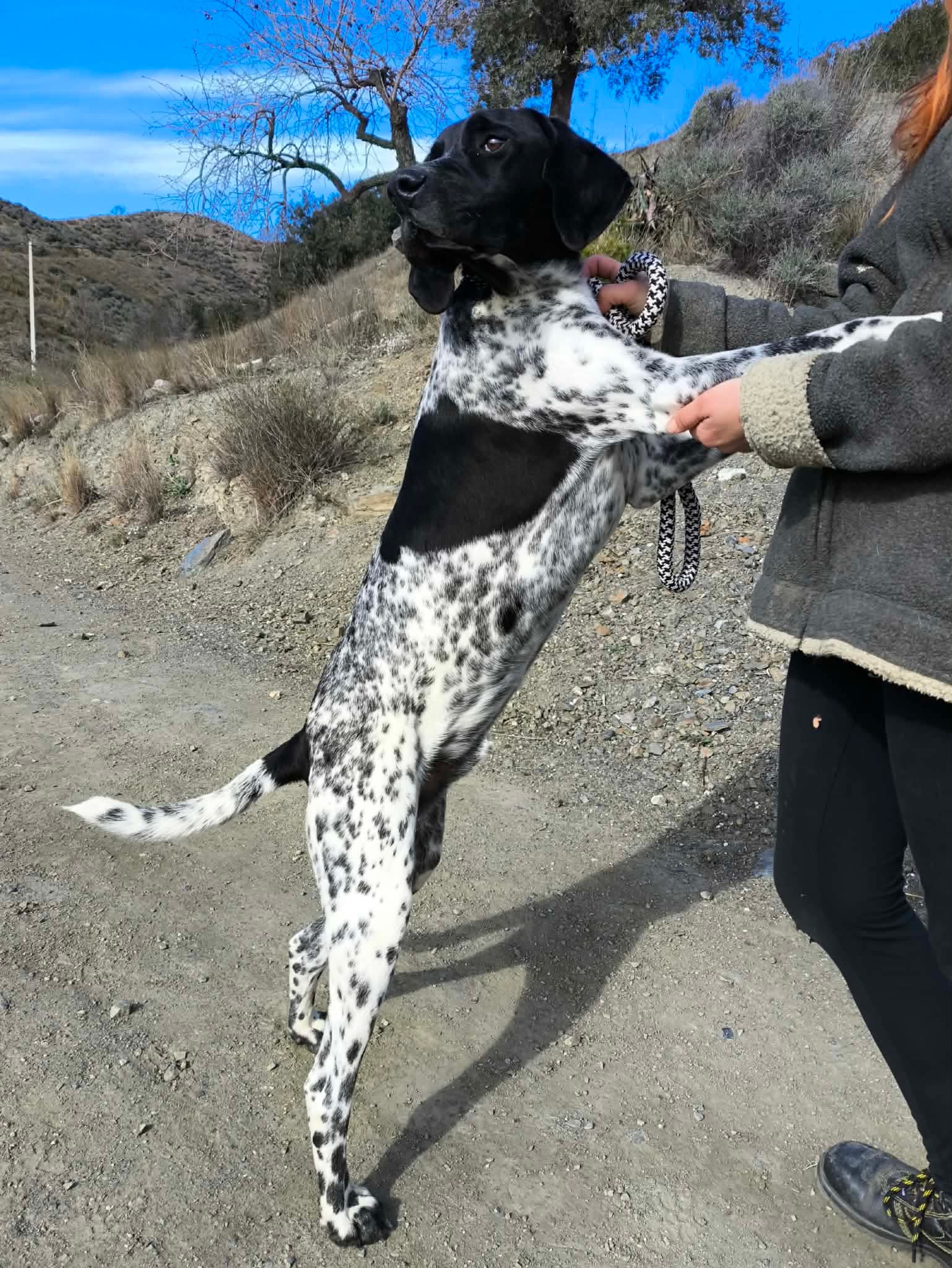 Riley – The Elegant “Floating” Pointer