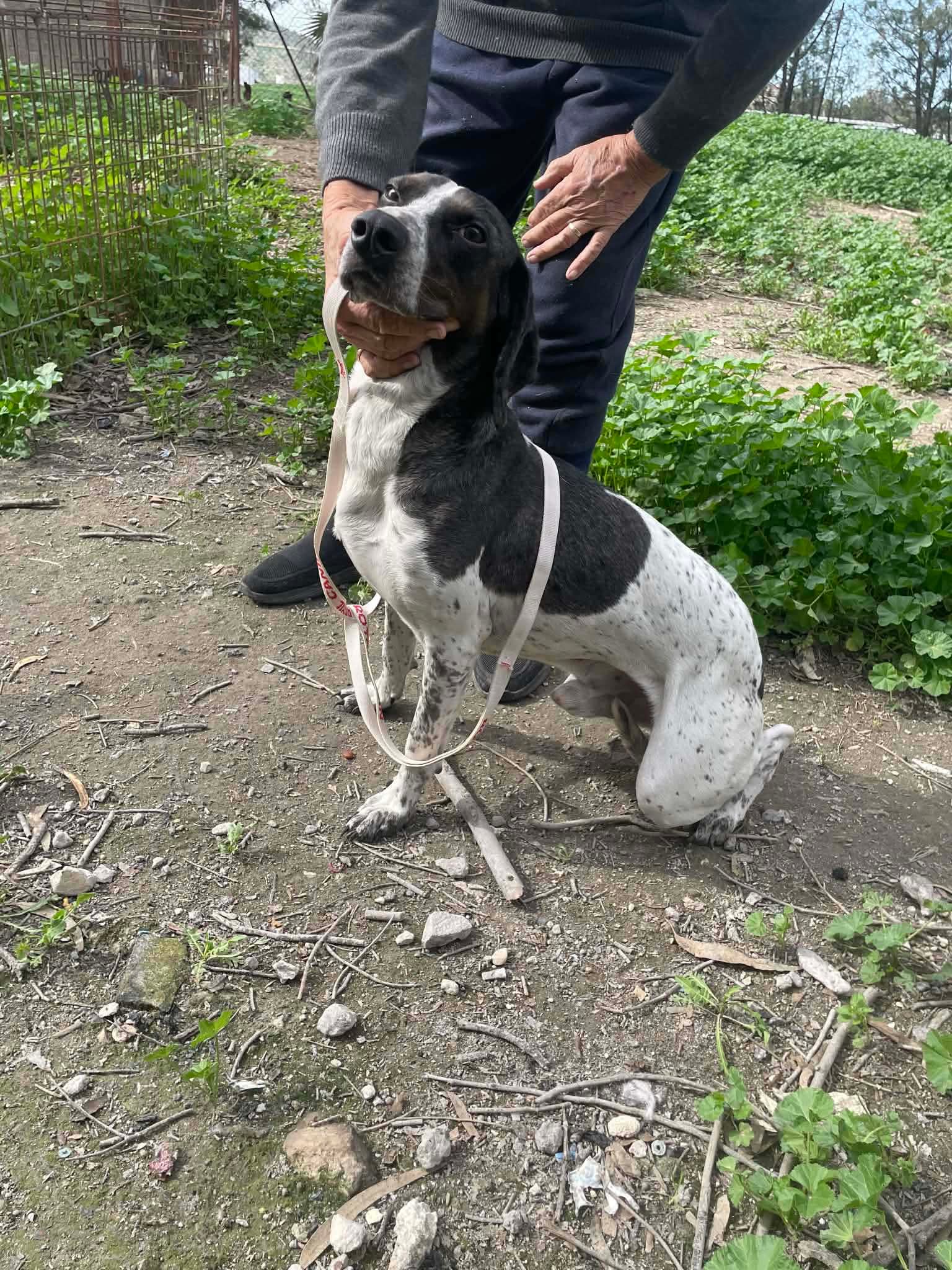 Dino (adopted September 2026)