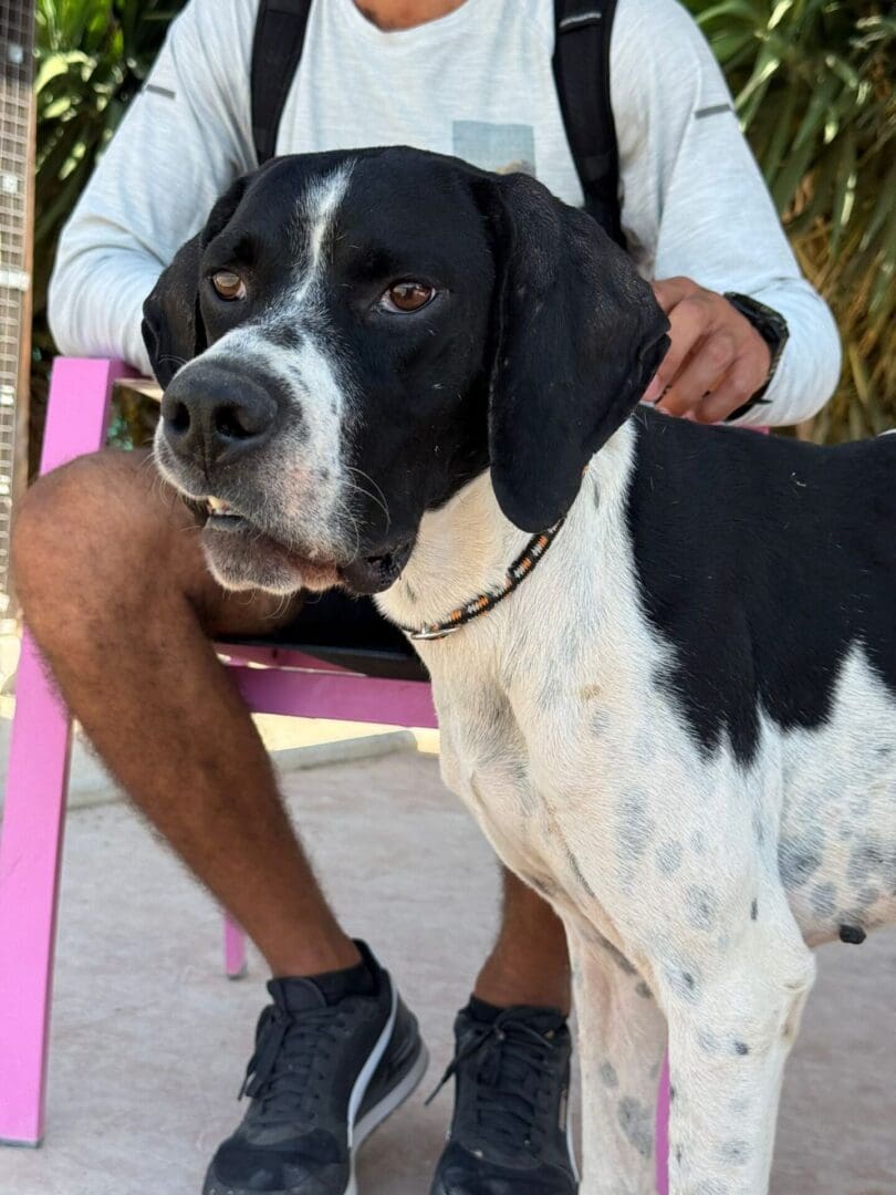 Morgan (Adopted September 2025) | Pointer Rescue Service