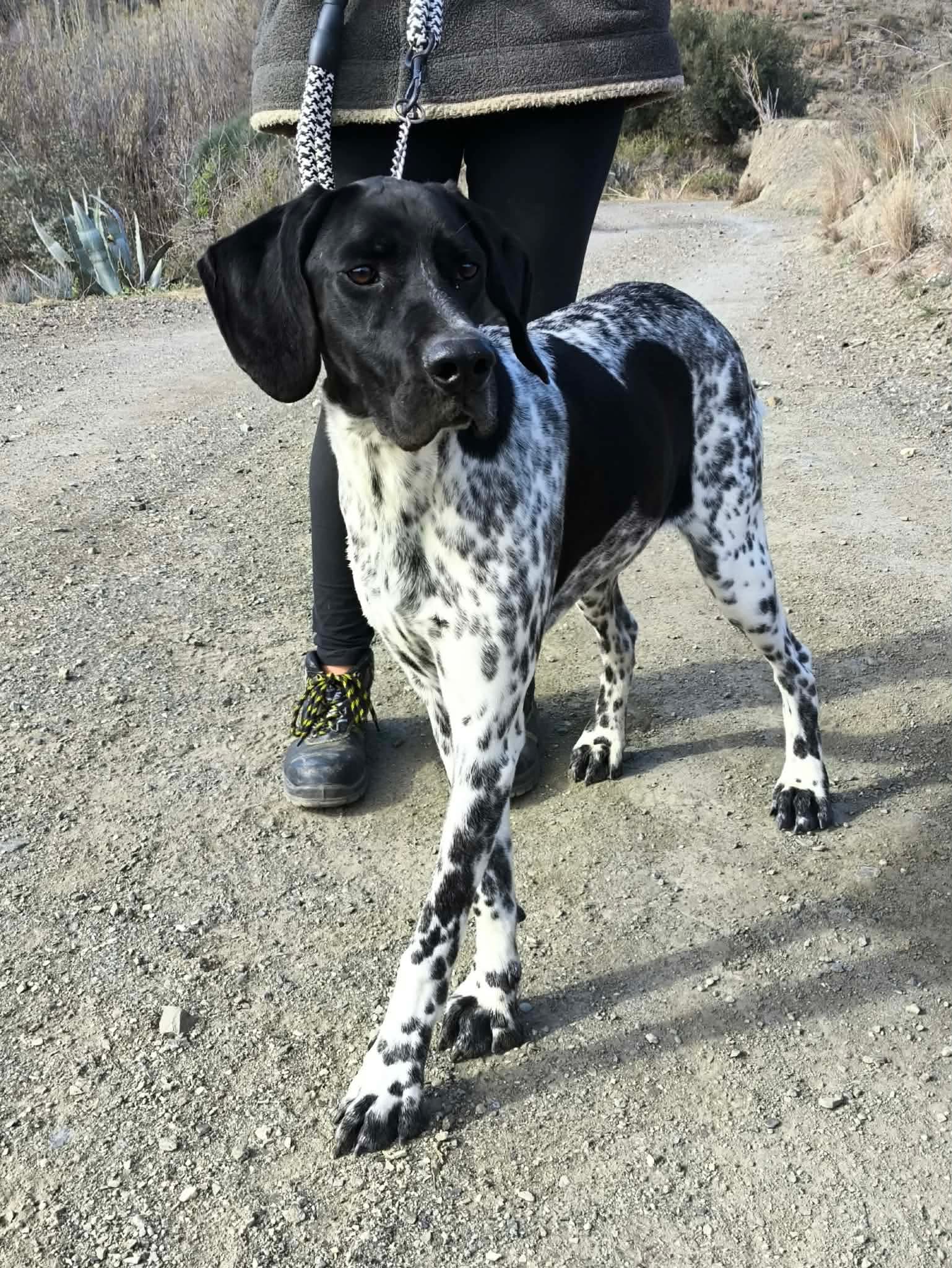 Riley – The Elegant “Floating” Pointer