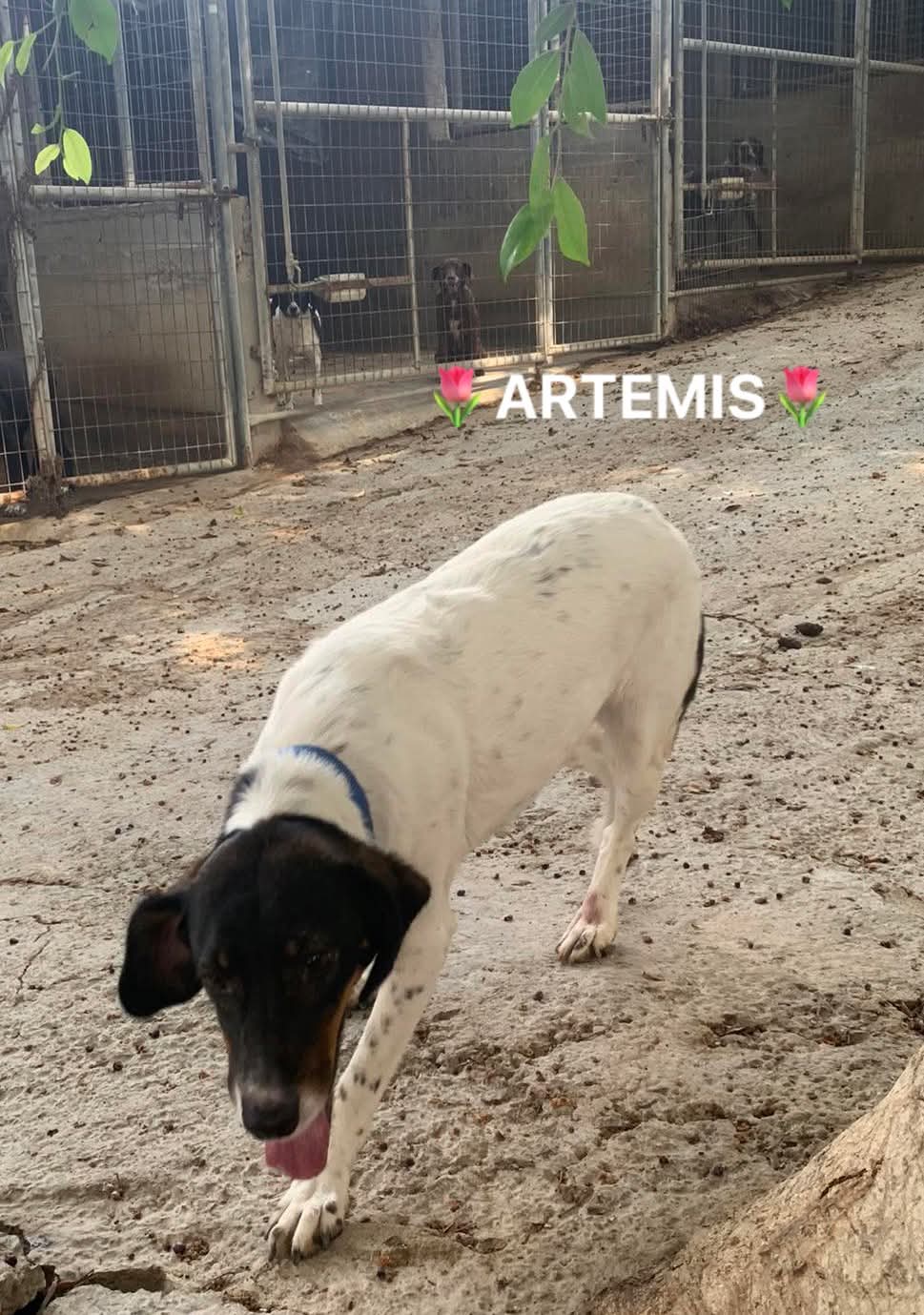 Artemis