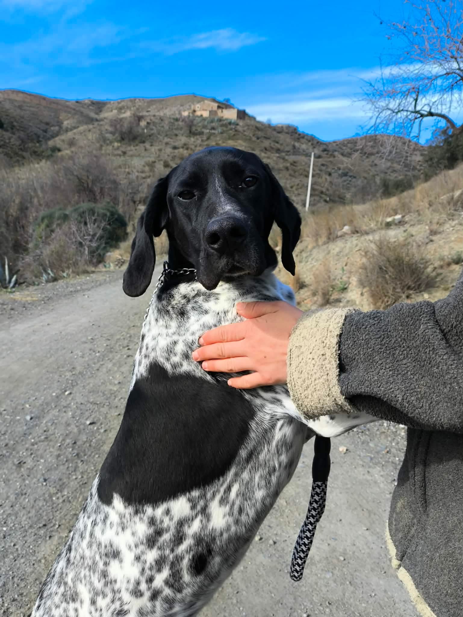 Riley – The Elegant “Floating” Pointer