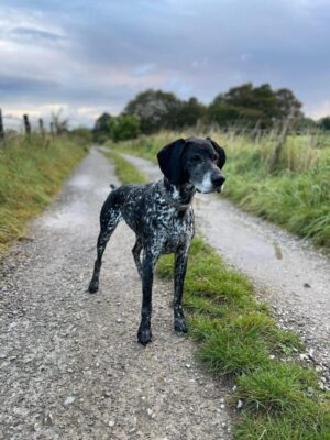 Archie