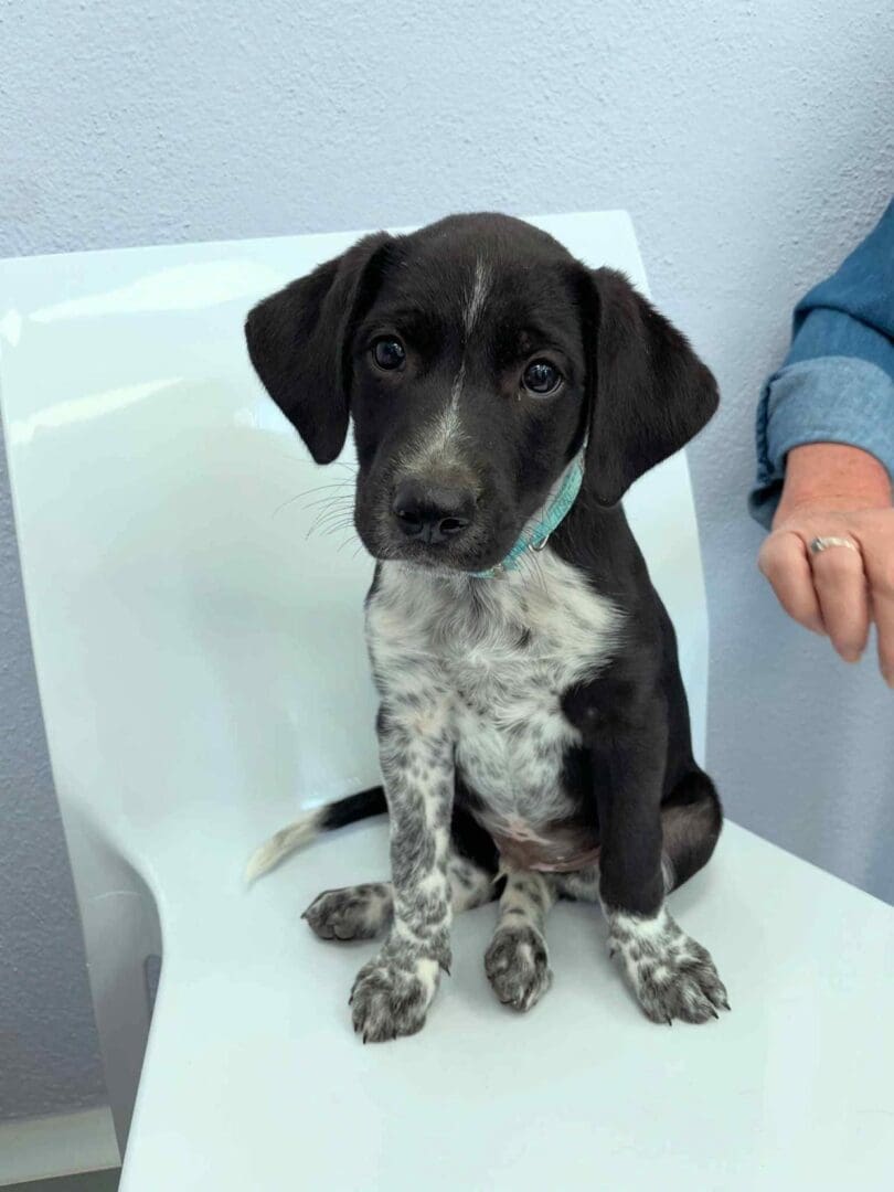 Ceaser (Adopted December 2025) | Pointer Rescue Service
