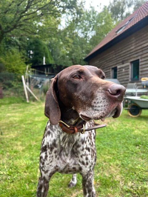 Lenny | Pointer Rescue Service