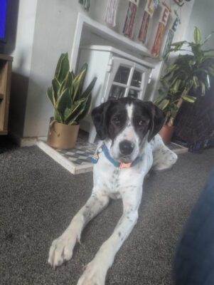 Kardy – A Brave and Gentle Little Angel