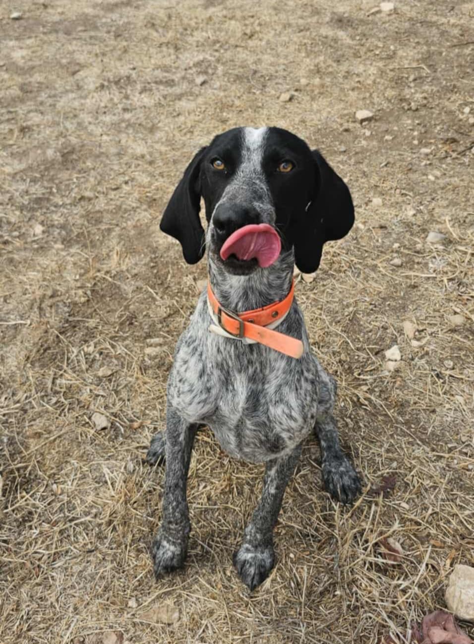 Dias | Pointer Rescue Service