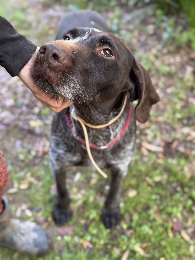 Ranger (Adopted by Rescue Partner May 2026) | Pointer Rescue Service