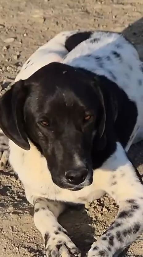 Sammy (Adopted November 2025) | Pointer Rescue Service