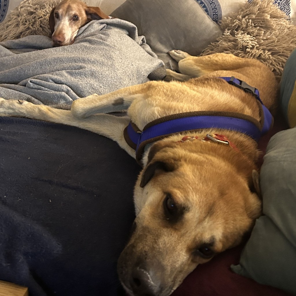 Ella (Adopted December 2026) Thumb