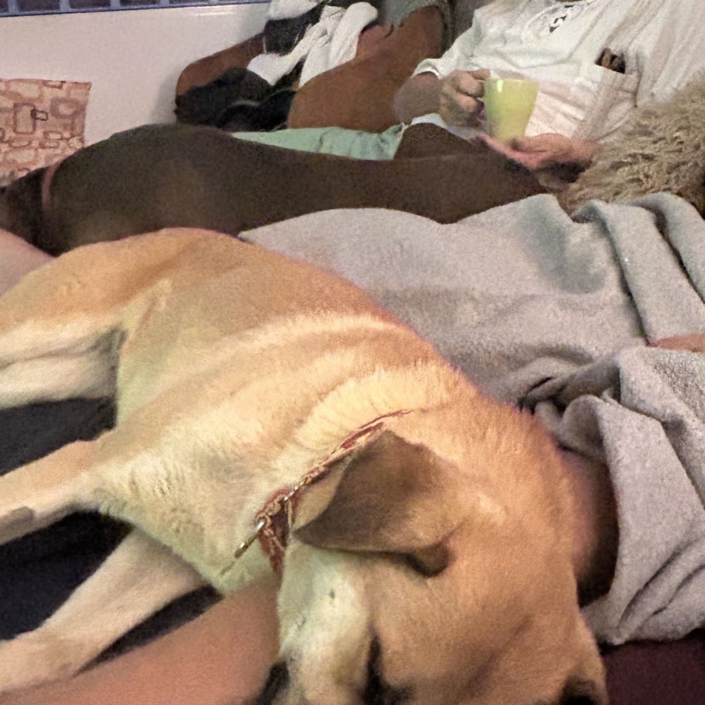 Ella (Adopted December 2026) Thumb