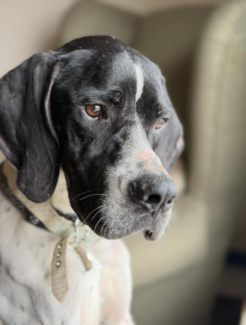 Branston (Adopted April 2026) | Pointer Rescue Service