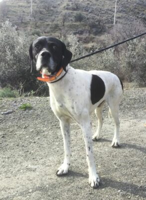 Boby The “Puppy” Gentleman