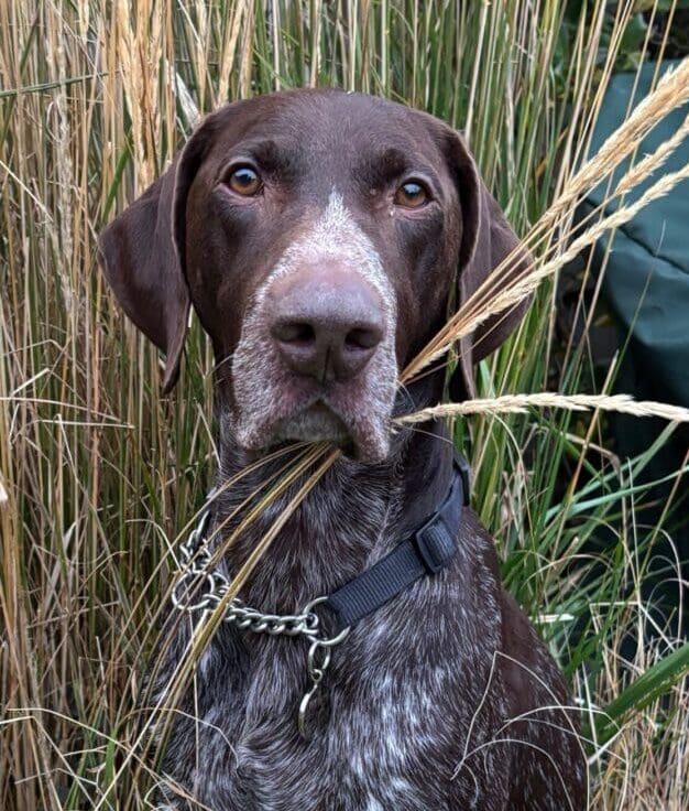 Oscar | Pointer Rescue Service