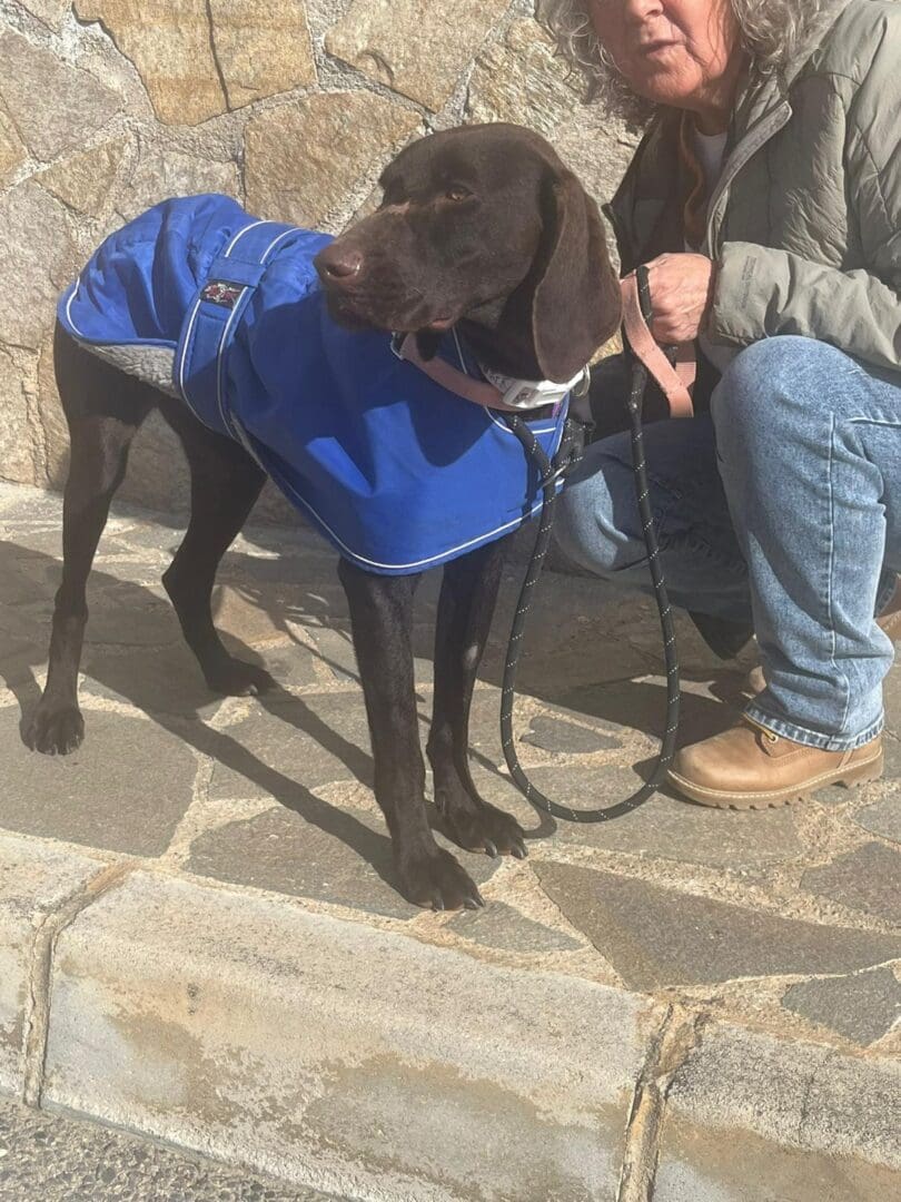 Farah (Adopted February 2026) | Pointer Rescue Service