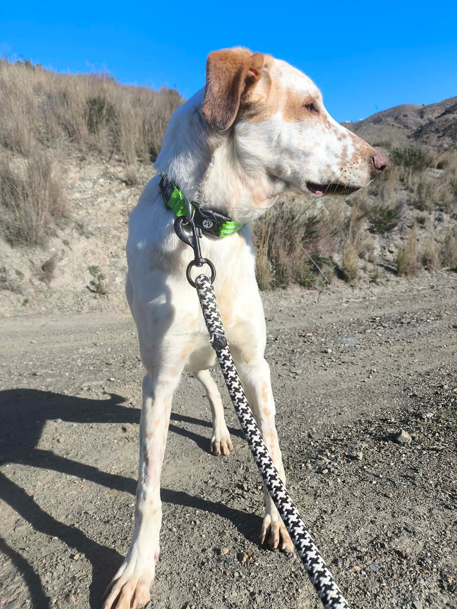 Brufus  (adopted June 2026)