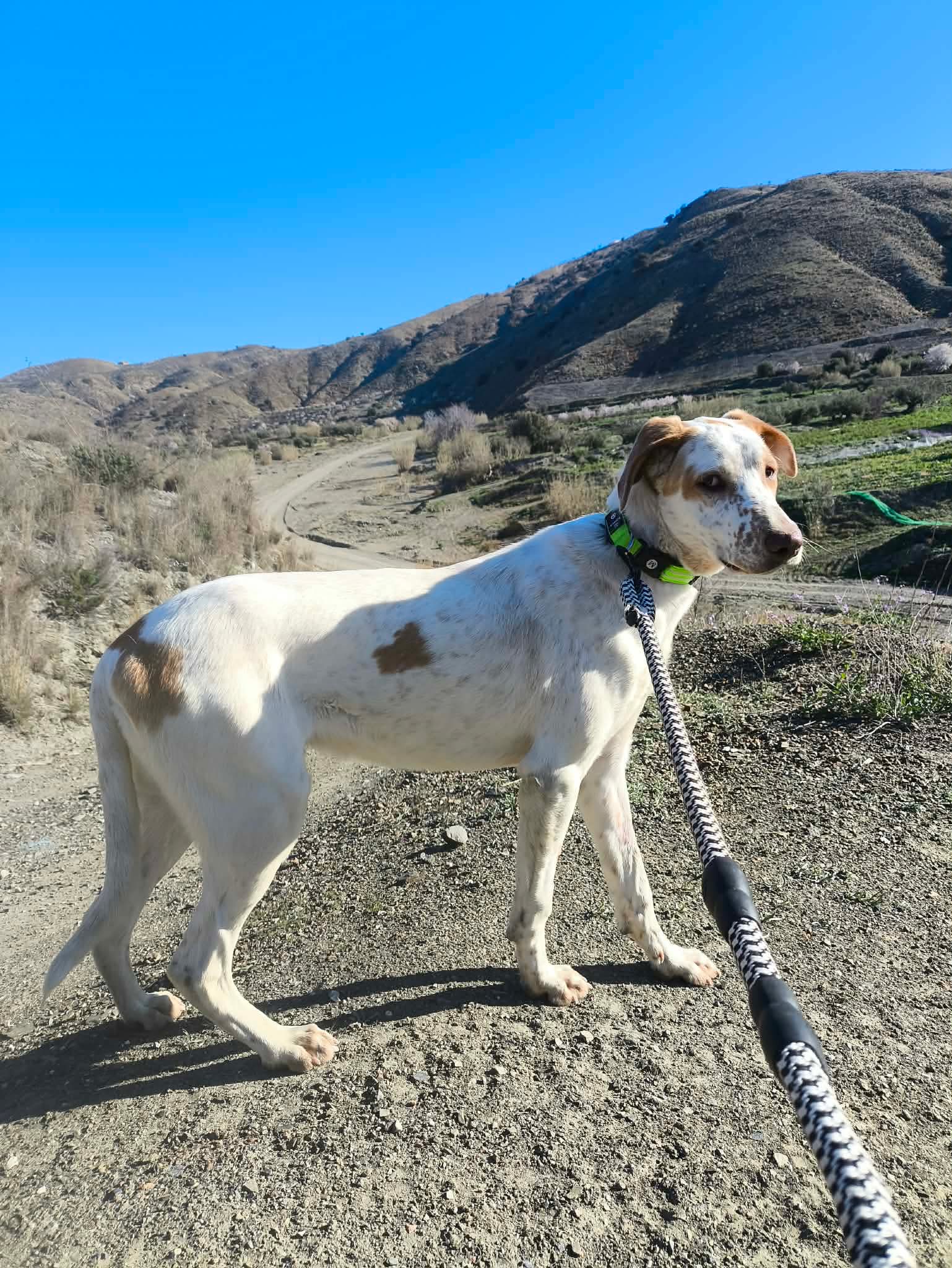 Brufus  (adopted June 2026)