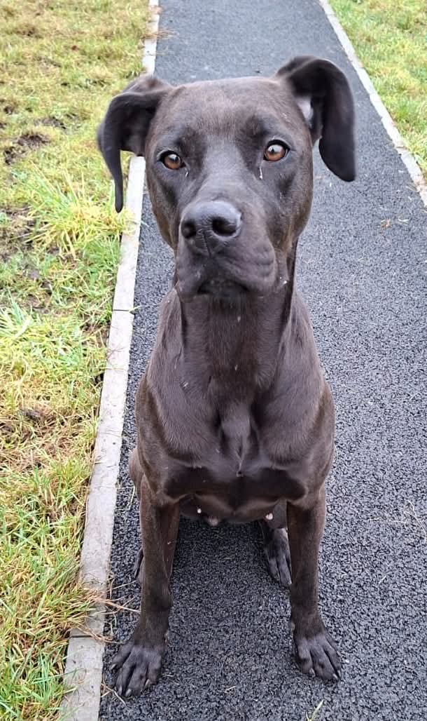 Lottie (Adopted May 2026)