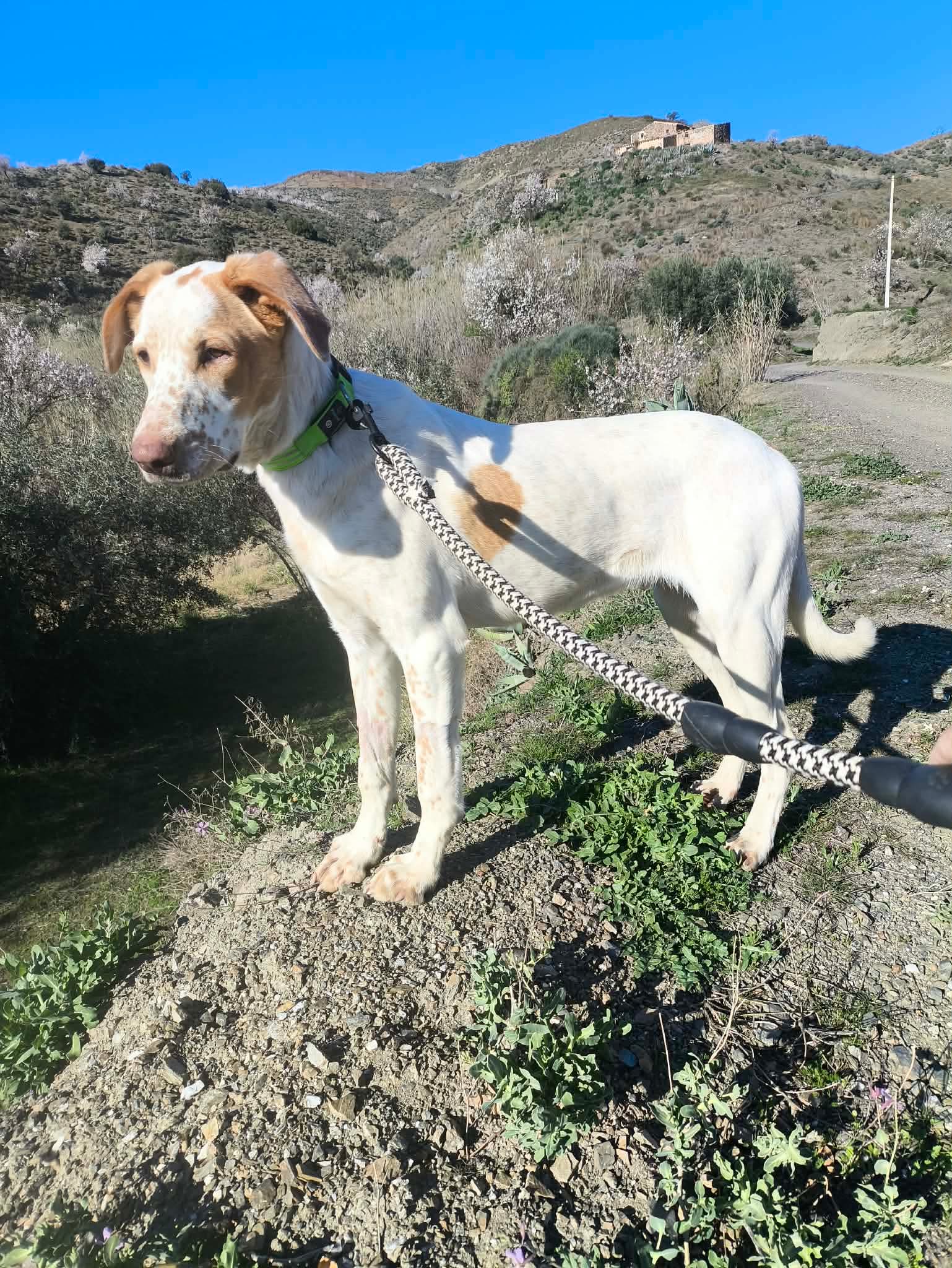 Brufus  (adopted June 2026)