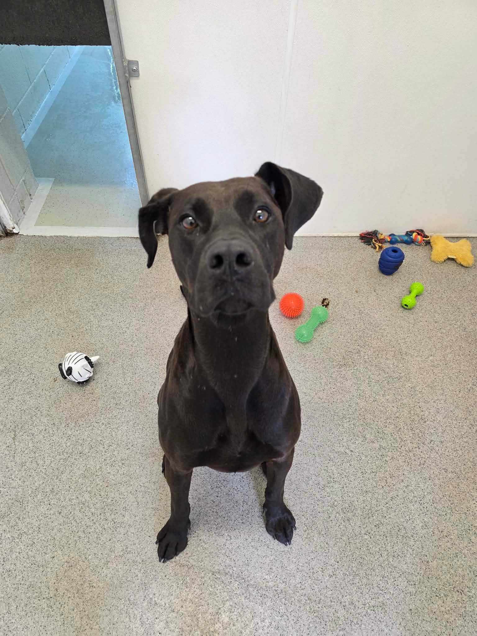 Lottie (Adopted May 2026)