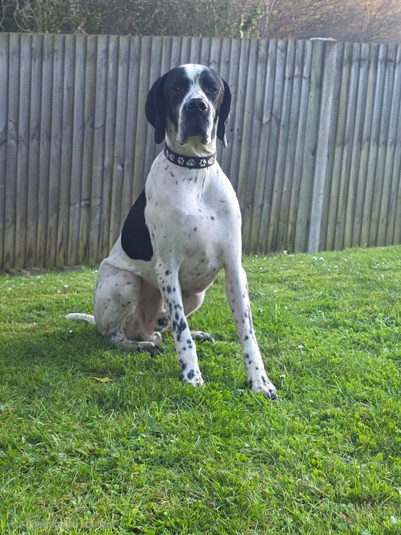 Rodney (Adopted June 2026) | Pointer Rescue Service
