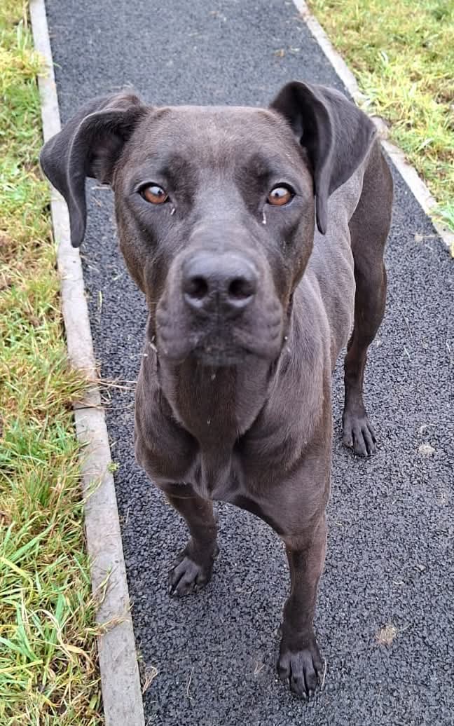 Lottie (Adopted May 2026)