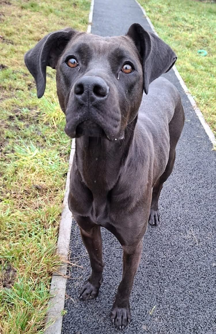Lottie (Adopted May 2026)