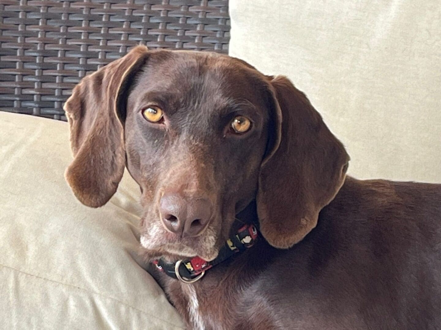 Lara | Pointer Rescue Service